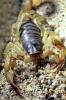Giant Hairy Scorpion, (Hadrurus spadix), Scorpiones, Caraboctonidae, OERV01P03_12