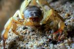 Giant Hairy Scorpion, (Hadrurus spadix), Scorpiones, Caraboctonidae, OERV01P03_13