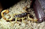 Giant Hairy Scorpion, (Hadrurus spadix), Scorpiones, Caraboctonidae, OERV01P03_14