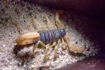 Giant Hairy Scorpion, (Hadrurus spadix), Scorpiones, Caraboctonidae, OERV01P03_15