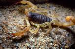 Giant Hairy Scorpion, (Hadrurus spadix), Scorpiones, Caraboctonidae, OERV01P03_16
