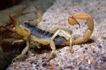 Giant Hairy Scorpion, (Hadrurus spadix), Scorpiones, Caraboctonidae, OERV01P03_17