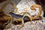 Giant Hairy Scorpion, (Hadrurus spadix), Scorpiones, Caraboctonidae, OERV01P03_18