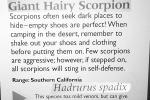 Giant Hairy Scorpion, (Hadrurus spadix), Scorpiones, Caraboctonidae