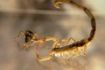 Death Stalker Scorpion, (Leiurus quinquestriatus), Scorpiones, Buthidae, OERV01P04_01