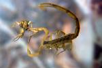Death Stalker Scorpion, (Leiurus quinquestriatus), Scorpiones, Buthidae, OERV01P04_02