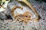 Death Stalker Scorpion, (Leiurus quinquestriatus), Scorpiones, Buthidae, OERV01P04_03