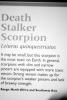 Death Stalker Scorpion, (Leiurus quinquestriatus), Scorpiones, Buthidae, OERV01P04_04