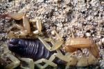 Death Stalker Scorpion, (Leiurus quinquestriatus), Scorpiones, Buthidae, OERV01P04_05