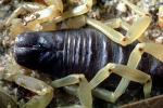Death Stalker Scorpion, (Leiurus quinquestriatus), Scorpiones, Buthidae, OERV01P04_06