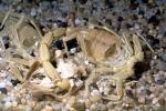 Death Stalker Scorpion, (Leiurus quinquestriatus), Scorpiones, Buthidae, OERV01P04_08