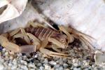 Death Stalker Scorpion, (Leiurus quinquestriatus), Scorpiones, Buthidae, OERV01P04_09