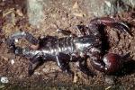 Giant African Scorpion, Emperor Scorpion, Pandinus sp, (Pandinus imperator), pedipalp, OERV01P04_10