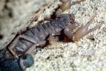 South African Fat-tailed Scorpion, (Parabuthus transvaalensis), OERV01P04_12
