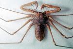 Tailess Whip Scorpion, Amblypygids, OERV01P04_15