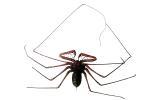 Tailess Whip Scorpion, Amblypygids, photo-object, object, cut-out, cutout, OERV01P04_16F