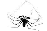 Tailess Whip Scorpion Silhouette, Amblypygids, logo, shape, OERV01P04_16M