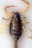 Giant Hairy Scorpion, (Hadrurus spadix), Scorpiones, Caraboctonidae, OERV01P04_17