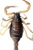 Giant Hairy Scorpion, (Hadrurus spadix), Scorpiones, Caraboctonidae, photo-object, object, cut-out, cutout, OERV01P04_17F