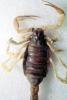 Giant Hairy Scorpion, (Hadrurus spadix), Scorpiones, Caraboctonidae, OERV01P04_18