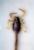 Giant Hairy Scorpion, (Hadrurus spadix), Scorpiones, Caraboctonidae, OERV01P04_19
