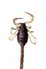 Giant Hairy Scorpion, (Hadrurus spadix), Scorpiones, Caraboctonidae, photo-object, object, cut-out, cutout, OERV01P04_19F