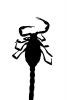 Giant Hairy Scorpion silhouette, (Hadrurus spadix), Scorpiones, Caraboctonidae, logo, shape, OERV01P04_19M