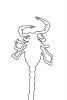 Scorpion outline, Giant Hairy Scorpion, (Hadrurus spadix), Scorpiones, Caraboctonidae, line drawing, shape