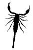 Malayan Jungle Scorpion silhouette, (Heterometrus spinifer), logo, shape, OERV01P05_01M