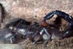 Emperor Scorpion, (Pandinus imperator), Scorpiones, Scorpionidae, OERV01P05_05