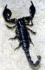 Giant African Scorpion, Emperor Scorpion, Pandinus sp, (Pandinus imperator), pedipalp, OERV01P05_07
