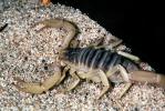 Giant Hairy Scorpion, (Hadrurus spadix), Scorpiones, Caraboctonidae, OERV01P05_12