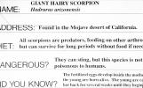 Giant Hairy Scorpion, (Hadrurus spadix), Scorpiones, Caraboctonidae, OERV01P05_13