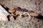 Giant Hairy Scorpion, (Hadrurus spadix), Scorpiones, Caraboctonidae, OERV01P05_15