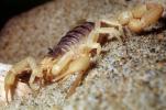 Giant Hairy Scorpion, (Hadrurus spadix), Scorpiones, Caraboctonidae, OERV01P05_16