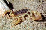 Giant Hairy Scorpion, (Hadrurus spadix), Scorpiones, Caraboctonidae, OERV01P05_17