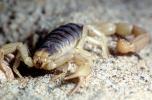 Giant Hairy Scorpion, (Hadrurus spadix), Scorpiones, Caraboctonidae, OERV01P05_18