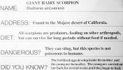Giant Hairy Scorpion, (Hadrurus spadix), Scorpiones, Caraboctonidae, OERV01P05_19