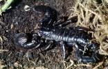 Giant African Scorpion, Emperor Scorpion, Pandinus sp, (Pandinus imperator), pedipalp, OERV01P06_02