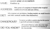 Giant African Scorpion, Emperor Scorpion, Pandinus sp, (Pandinus imperator), pedipalp, OERV01P06_03