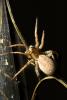 Wolf Spider, Schizocosa sp, OESD01_032