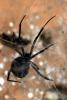 Black Widow Spider, (Latrodectus hesperus), Araneae, Theridiidae, OESD01_034