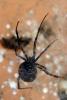 Black Widow Spider, (Latrodectus hesperus), Araneae, Theridiidae, OESD01_035