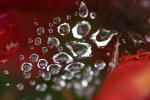 Lucent Raindrops on a Web, Marin County, OESD01_040