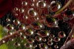 Raindrops on a Web, Marin County, OESD01_043