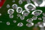 Floating Raindrops on a Web, OESD01_045