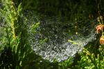 Bowl of Raindrops, SpiderWeb, Sonoma County, OESD01_048