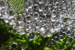 Clumps of Raindrops, Web, Sonoma County, OESD01_049