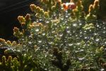 Facade of Raindrops on a Web, Sonoma County, OESD01_051