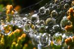 Clumpy Raindrops on a Web, Sonoma County, California